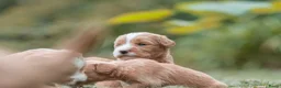 Kruising honden te koop:  Prachtige rood/apricot Medium Doodle pups  - Advertentie 15