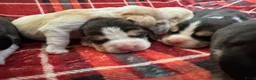 Beagle honden te koop: Beaglepups geboren!!! - Advertentie 12
