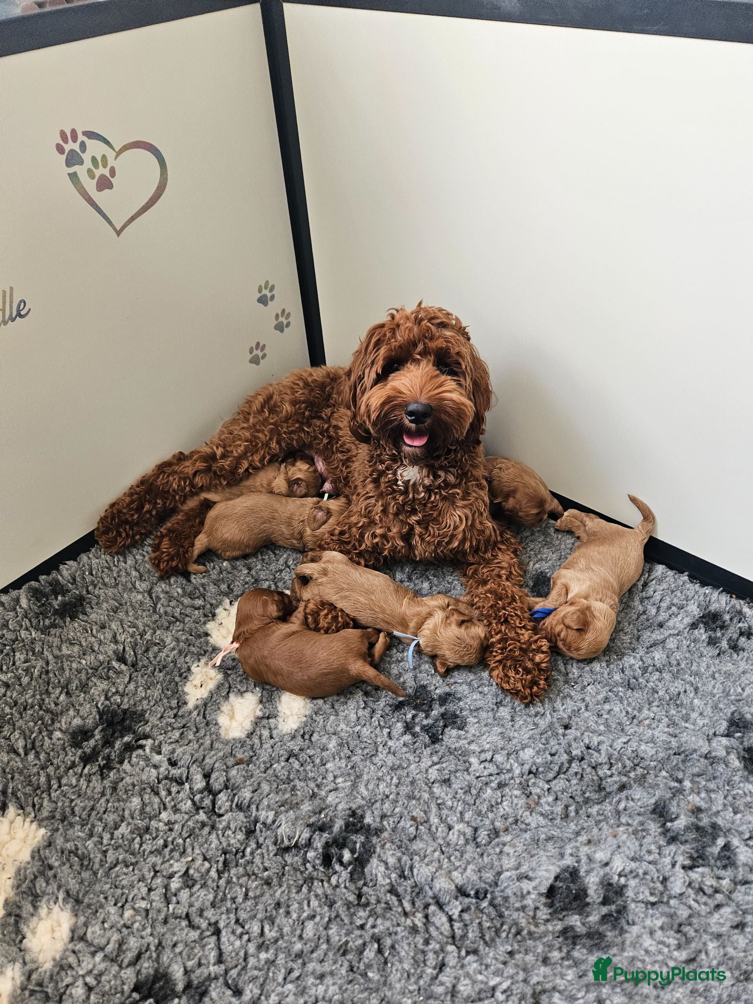 Australian Labradoodle honden Australian labradoodle reutje mini - Advertentie 2