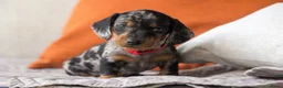 Teckel (korthaar)  honden te koop: Prachtige korthaar dwergteckel pups - Advertentie 10