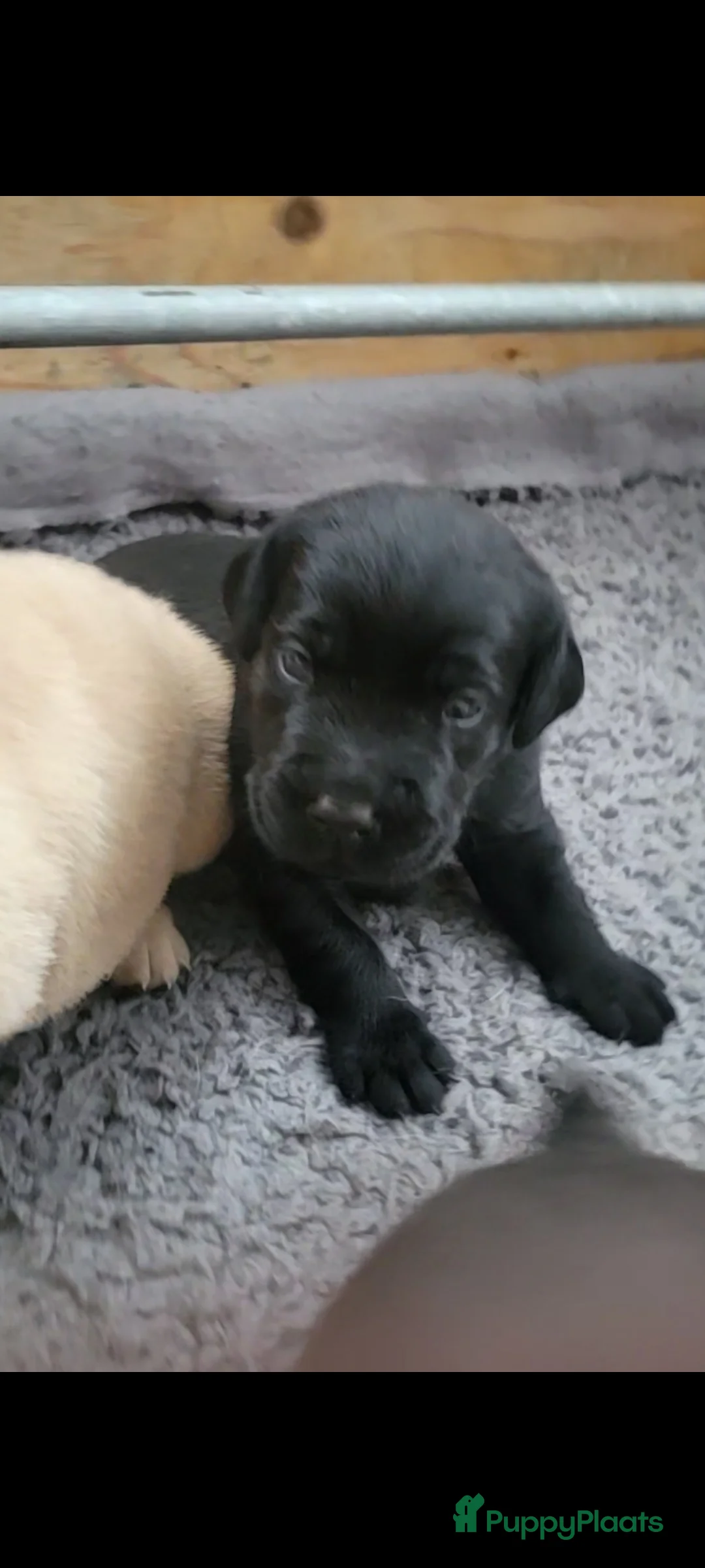 Labrador Retriever honden te koop: STAMBOOM FIELDTRIAL LABRADOR PUPS - Advertentie 5