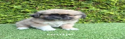 Malshi honden te koop: Zeer mooie speelse boomer pups.  - Advertentie 8