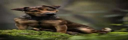 Jack Russel Terriër honden te koop: Prachtige Jack Russel Puppy’s  - Advertentie 14