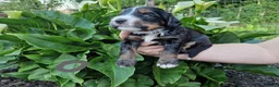 Bernedoodle honden te koop: Medium Bernedoodle - Advertentie 8