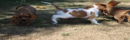 Kruising honden te koop: Leuke Kruising Engelse Cocker Spaniel pups reutjes - Advertentie 3