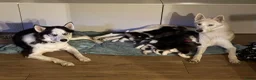 Kruising honden te koop: Husky pups - Advertentie 5