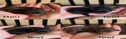 Chihuahua honden te koop: Chihuahua langhaar pups - Advertentie 3