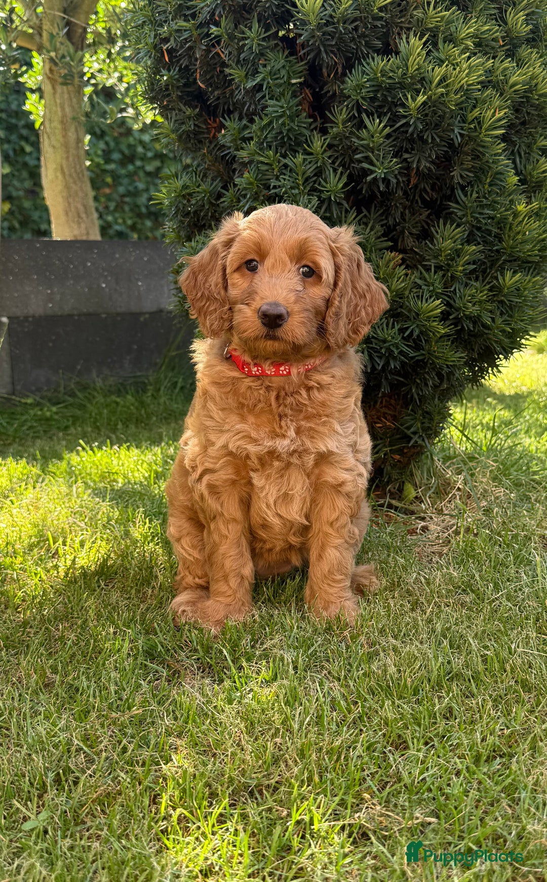 Australian Labradoodle honden te koop: Labradoodle puppy’s verwacht 🐶🐾 - Advertentie 18