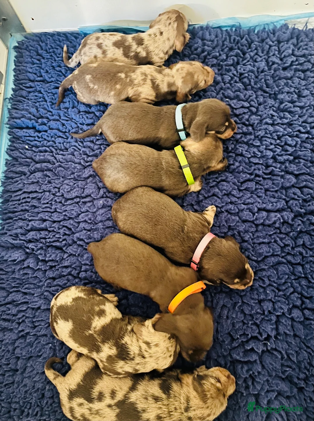 Ruwhaar Teckel honden te koop: Ruwharige teckel pups choco en tijger - Advertentie 1