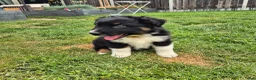 Australian Shepherd honden te koop: Nog 2 australian shepherd reutjes zoeken een thuis - Advertentie 12