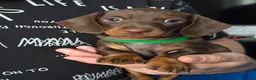 Teckel (korthaar)  honden te koop: Lieve teckel pupjes in Amsterdam - Advertentie 4