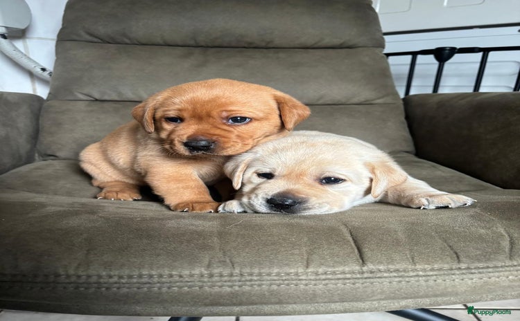 Labrador Retriever honden Mooie labrador pups - Advertentie 3