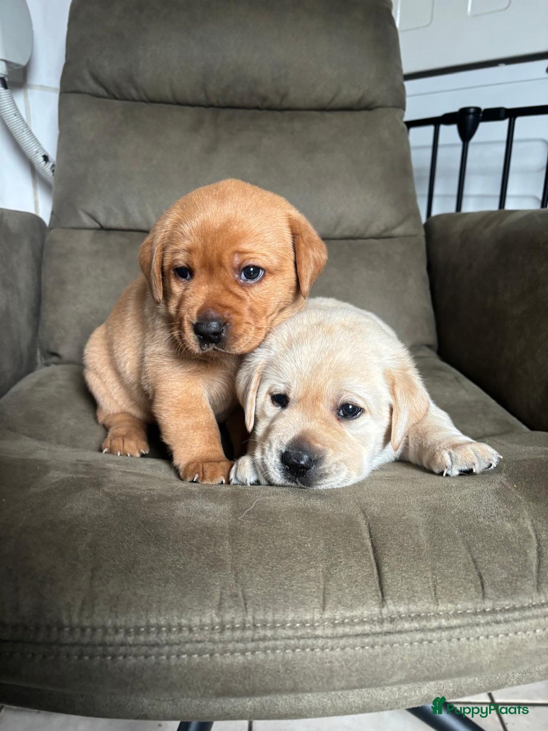 Labrador Retriever honden te koop: Mooie labrador pups - Advertentie 8