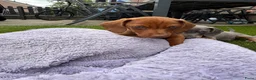 Teckel (korthaar)  honden te koop: Kaninchen x dwerg teckel - Advertentie 6