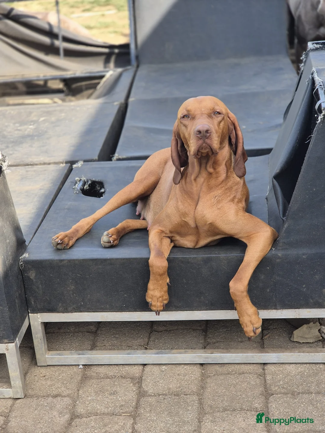 Galerij afbeelding {{count}}