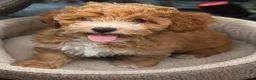 Cockapoo honden te koop: Cockapoo pup - Advertentie 5