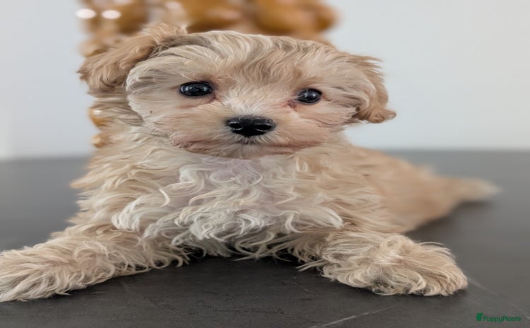Maltipoo honden - Advertentie 10