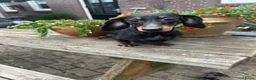 Teckel (korthaar)  honden te koop: Kortharige dwergteckel pups  - Advertentie 9