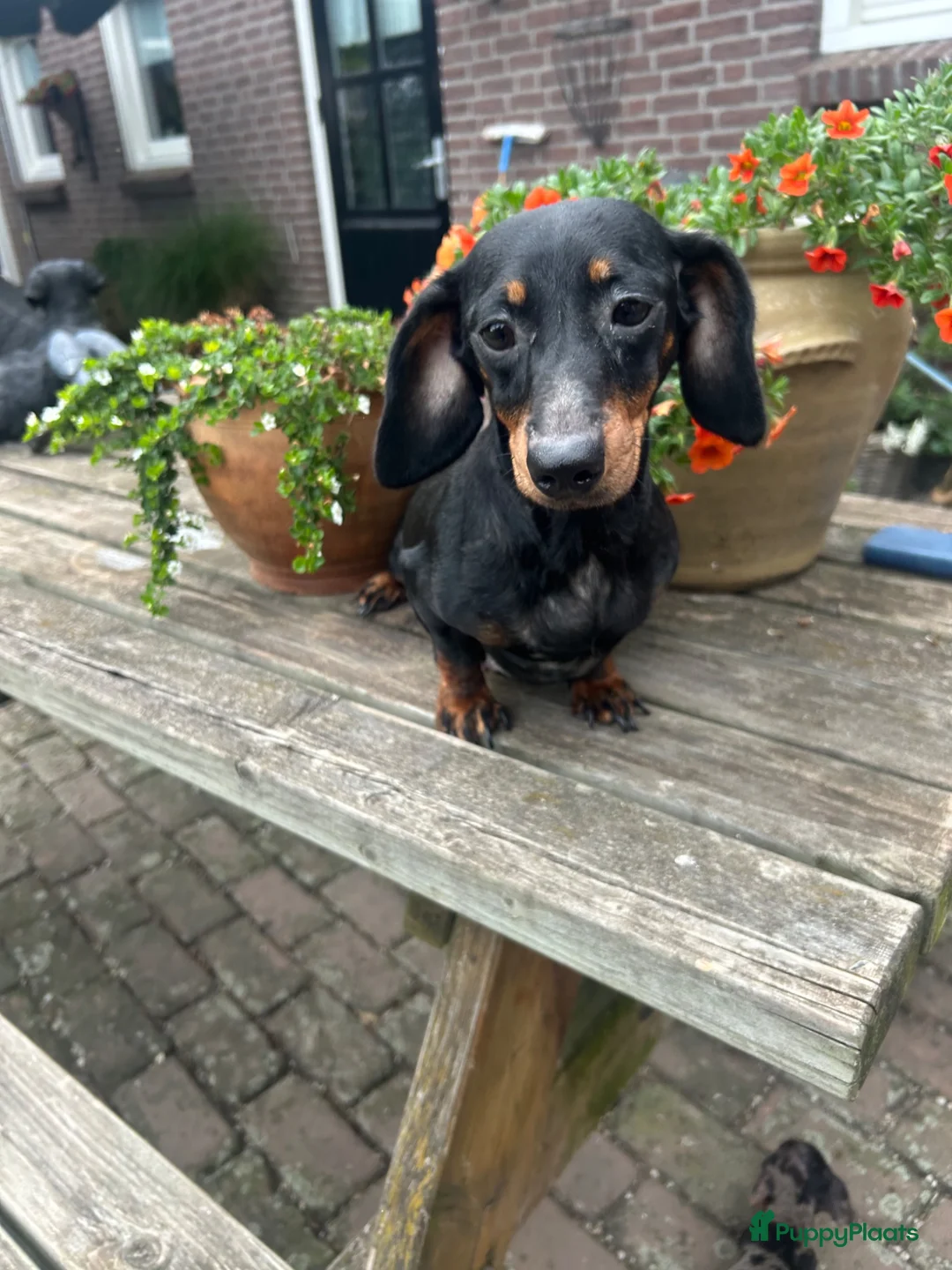 Teckel (korthaar)  honden te koop: Kortharige dwergteckel pups  - Advertentie 9