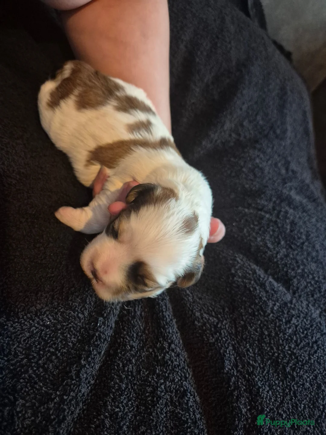 Boomer honden te koop: 5 gezonde puppy's geboren - Advertentie 18