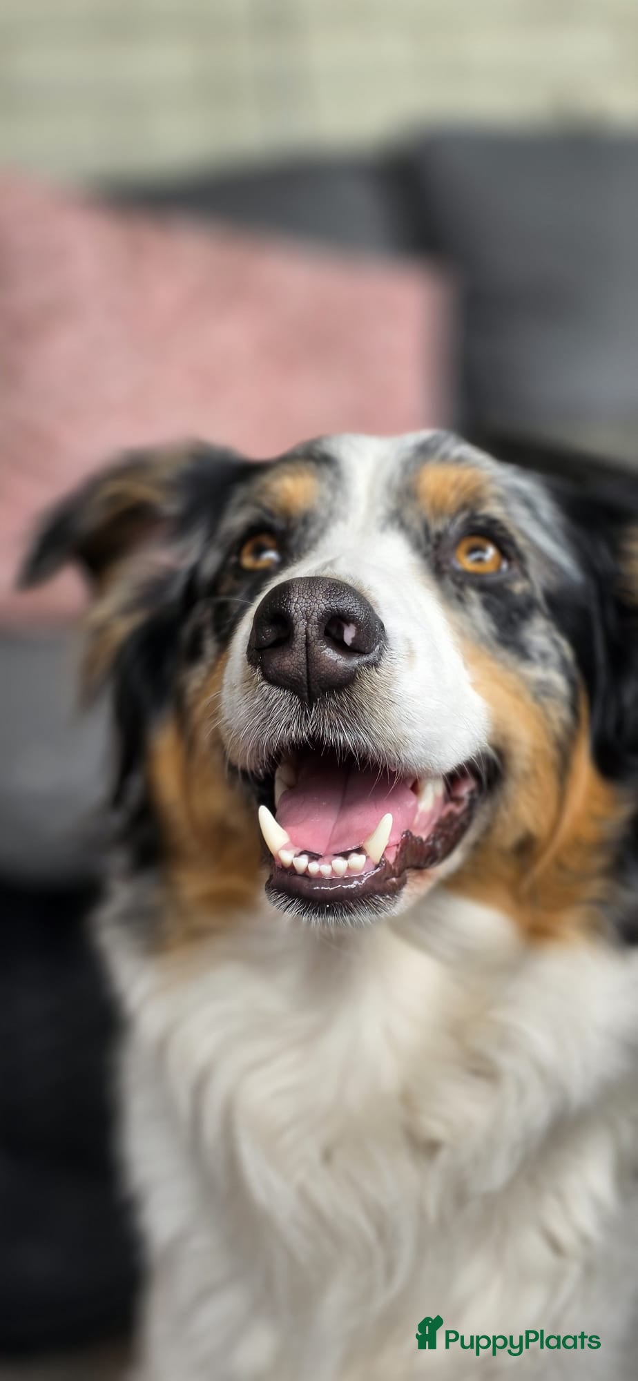 Kruising honden Mooie golden aussie pups - Advertentie 1