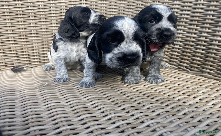Engelse Cocker Spaniel honden - Advertentie 4
