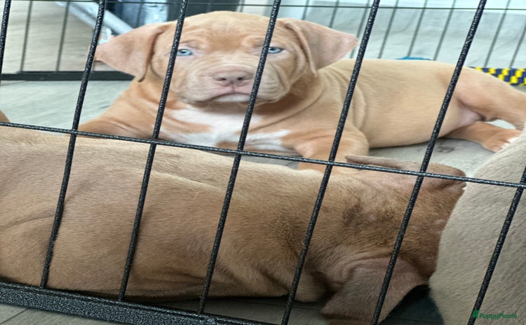 Amerikaanse Bully honden - Advertentie 7