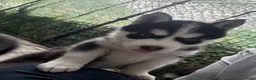 Siberische Husky honden te koop: Lieve husky pups zoeken een gouden mandje - Advertentie 4