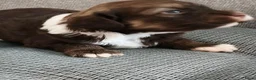 Havanezer honden te koop:  havanezerpups van geteste ouders met fci stamboom - Advertentie 5