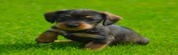 Kruising honden te koop: Supermooie teckel pups - Advertentie 6