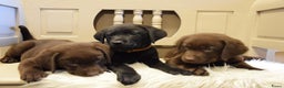 Labrador Retriever honden te koop: Labrador Retriever pups met stamboom - Advertentie 4