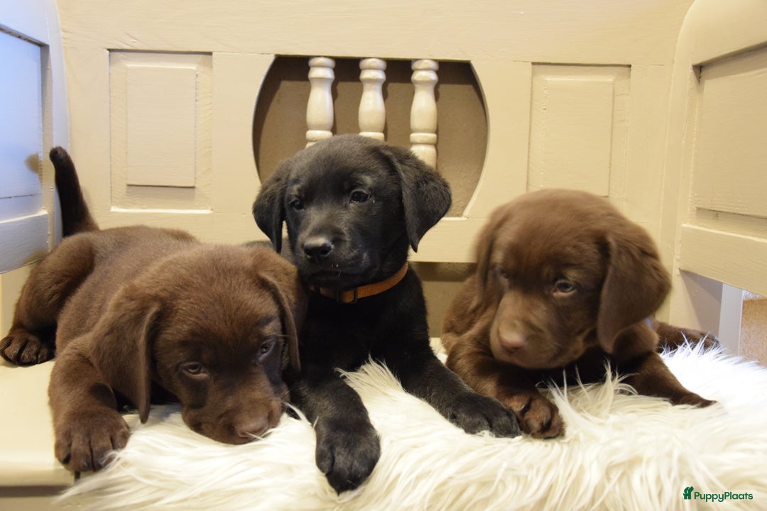 Labrador Retriever honden te koop: Labrador Retriever pups met stamboom - Advertentie 4