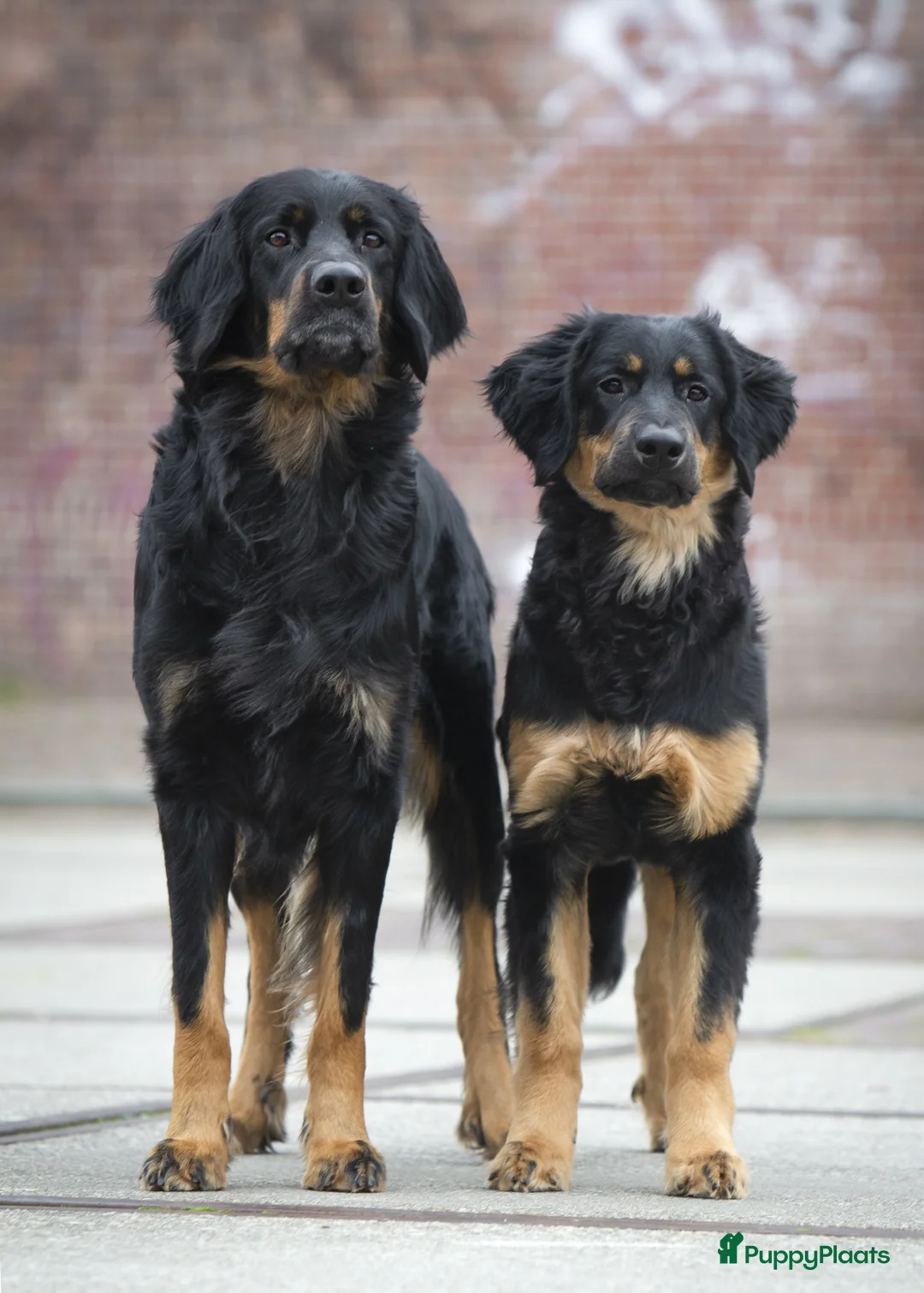 Galerij afbeelding {{count}}