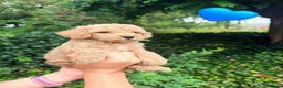 Kruising honden te koop: Kleine poedel pups (toypoedel x dwergpoedel) - Advertentie 12