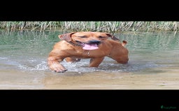 Rhodesian Ridgeback honden te koop: Rhodesian Ridgeback pups in Bentveld - Afbeelding 24