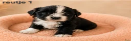 Boomer honden te koop: Super mooi gezonde boomer pups. Shi tzu X Maltezer - Advertentie 12
