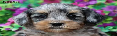 Kruising Puppy 3