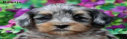 Kruising honden te koop: Boompoo pups - Advertentie 19