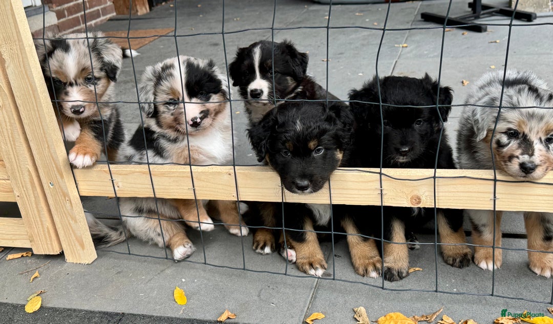 Australian Shepherd honden te koop: Prachtig en gezond nestje Australian Shepherds  - Advertentie 18