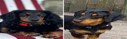 Kruising honden te koop: Standard Teckels pups in Zoetermeer - Advertentie 2