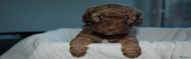 Labradoodle 2