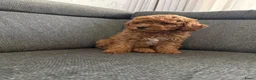 Kruising honden te koop: Prachtige dwerg-toy poedels.  - Advertentie 4