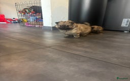 Pomeriaan honden te koop: Pomeranian /pomeriaan pups - Afbeelding 9