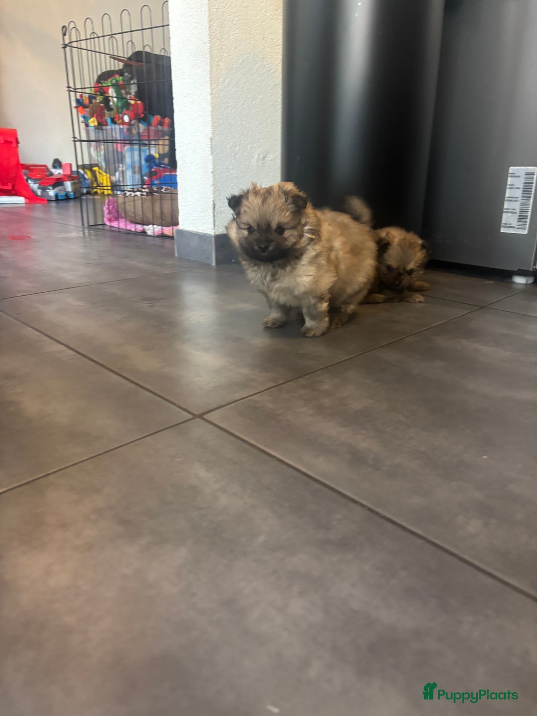 Pomeriaan honden te koop: Pomeranian /pomeriaan pups - Afbeelding 9