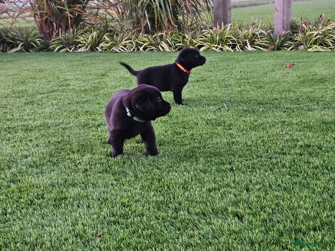 Kruising honden te koop: Grote zwitserse sennenhond x labrador pups - Advertentie 6