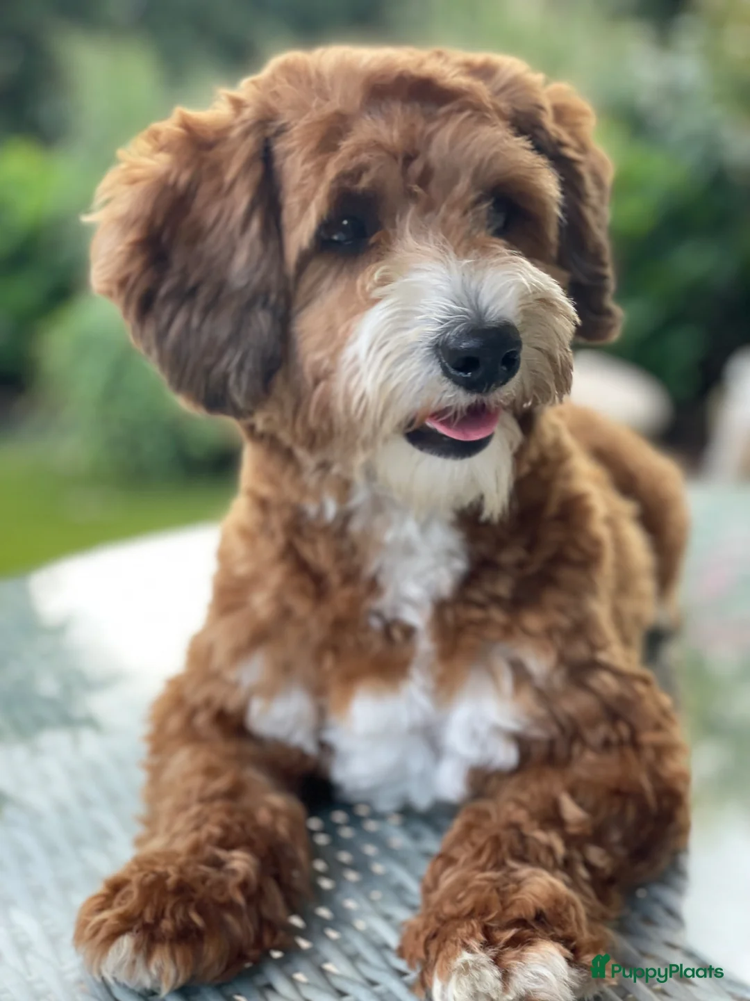 Maltipoo honden ter dekking: maltipoo sjefke  rood wit  - Advertentie 1