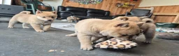 Kruising honden te koop: Shiba inu pups 8 weken (kwart pomeriaan) - Advertentie 22
