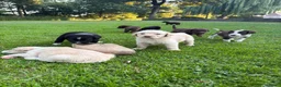 Kruising honden te koop: Dertien schattige snoetjes zoeken een nieuw thuis - Advertentie 4