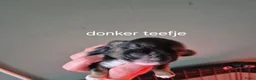 Boomer honden te koop: Boomer pupjes - Advertentie 4