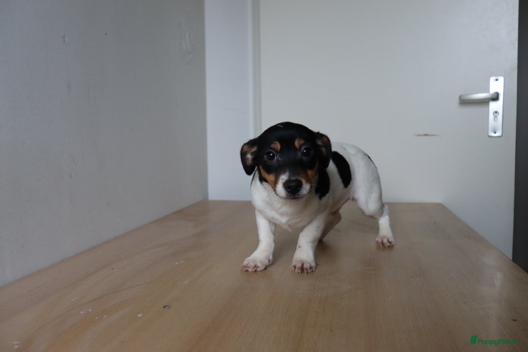 Jack Russel Terriër honden te koop: Mega Mooie jacks te koop - Advertentie 6